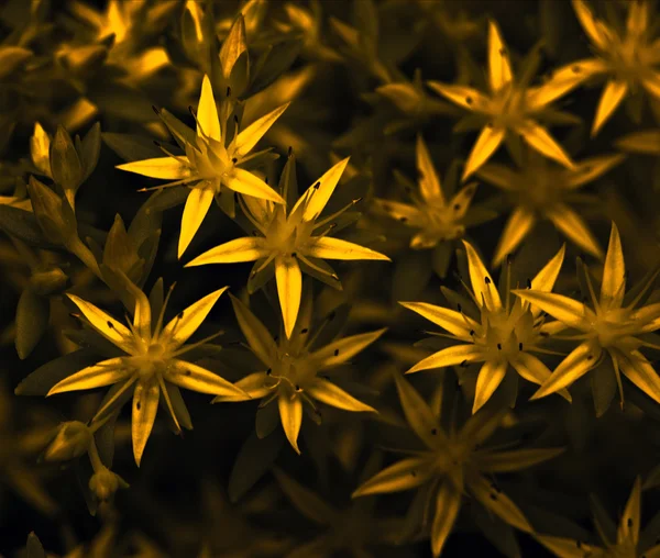 Luční tráva a květiny za zlaté slunce — Stock fotografie