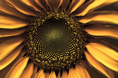 Sunflower up close clipart