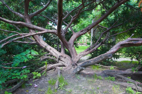 Velmi starý strom v parku šíří své silné větve — Stock fotografie
