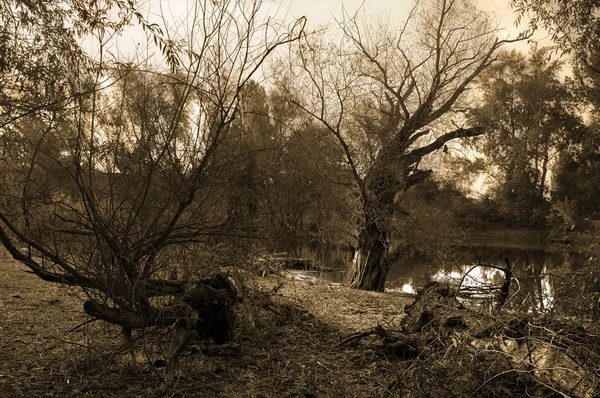 Ανατριχιαστικός τοπίο δείχνει δέντρα και το νερό — Φωτογραφία Αρχείου