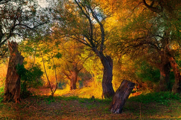 Paisagem mostrando belo parque colorido no outono — Fotografia de Stock