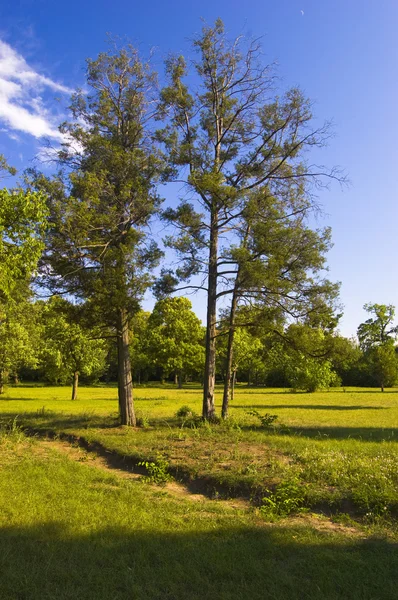 美しい夏の朝公園に 3 つの小さな木 — ストック写真
