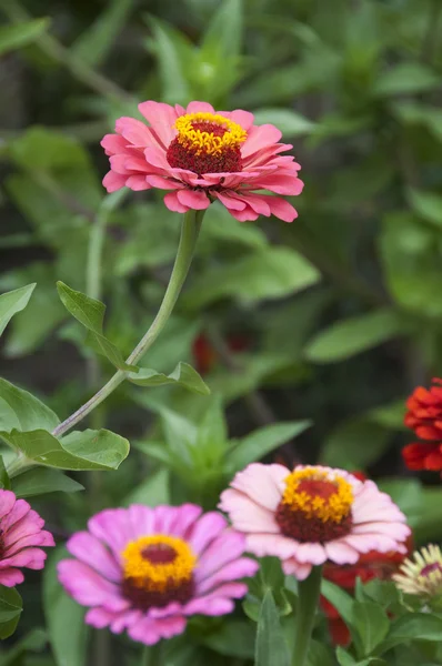 Krásné růžové a fialové květy — Stock fotografie