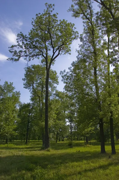 Mycket högt träd står stolt i skogen — Stockfoto