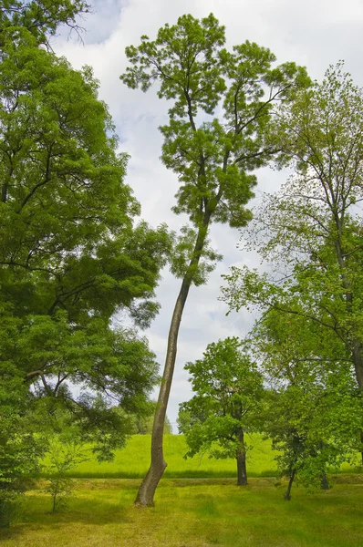 Очень высокое дерево гордо стоит в лесу — стоковое фото