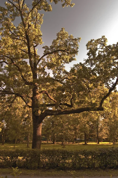 在公园里非常老橡树 — 图库照片
