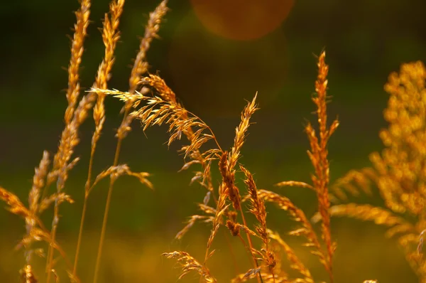 stock image Beautiful grass in the sunset