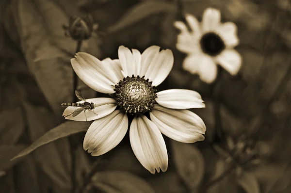 Starý styl sépiový květiny — Stock fotografie