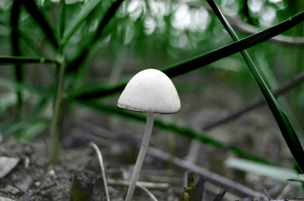 Schöner weißer Pilz im Gras — Stockfoto