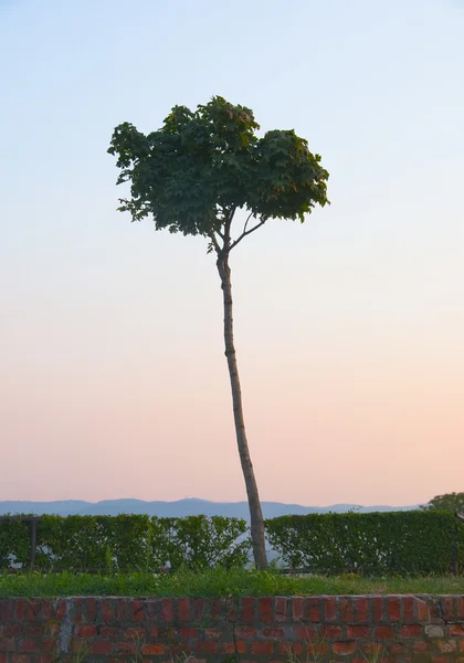 Дуже високе дерево стоїть один в парку — стокове фото