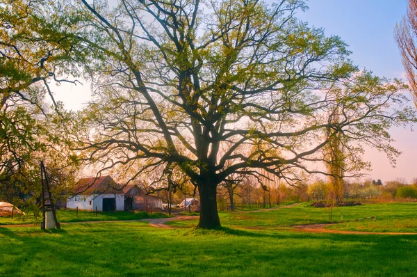 Beautiful country landscape showing huge oak tree in front of the farm hous — Stock Photo, Image