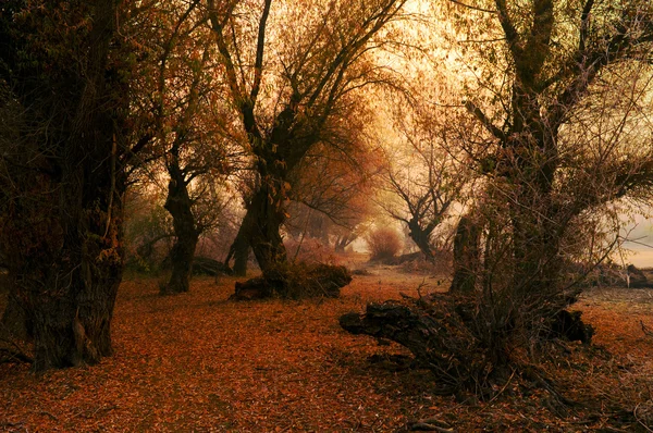 Ландшафтне фото, що показує красиві осінні кольори в глибокому дикому лісі — стокове фото