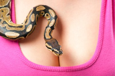 Small python crawling over young woman breasts clipart