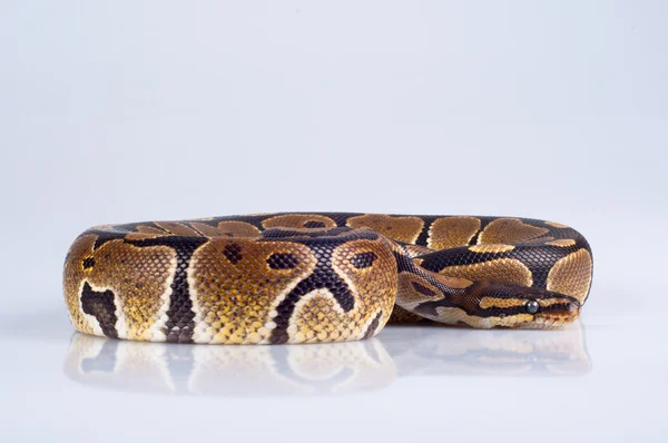 Beautiful strong python isolated on gray — Stock Photo, Image