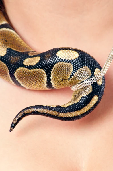 Kleine pythons staart verstrikt in zilveren ketting — Stockfoto