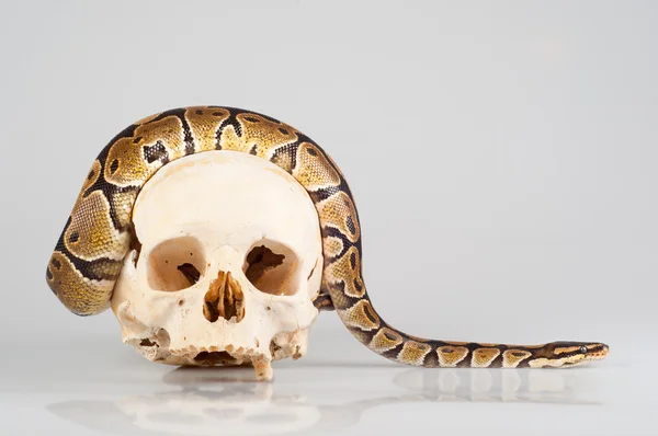 stock image Python crawling over the human skull isolated on gray