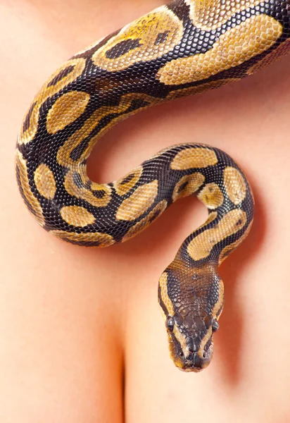Python kruipen over jonge vrouw lichaam — Stockfoto
