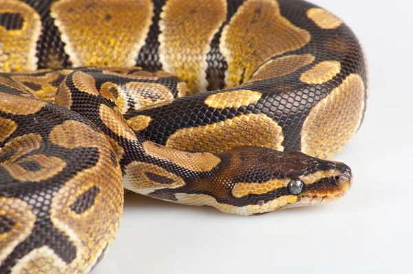 Mooie sterke python vreedzaam liggend — Stockfoto