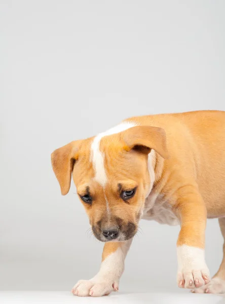 stock image Cute Stafford terrier puppy walking isolated on gray background