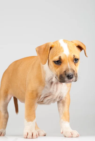 stock image Cute Stafford terrier puppy walking isolated on gray background