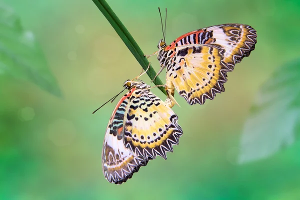 Leopard Lacewing (Cethosia cyane) — Stock Photo, Image