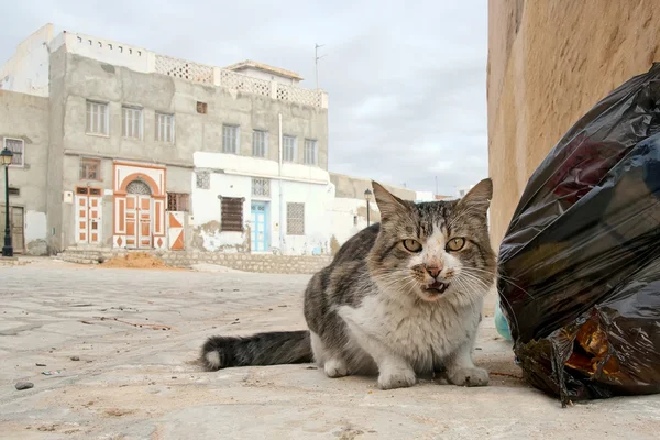 Άστεγο γάτα στην Τυνησία — Φωτογραφία Αρχείου