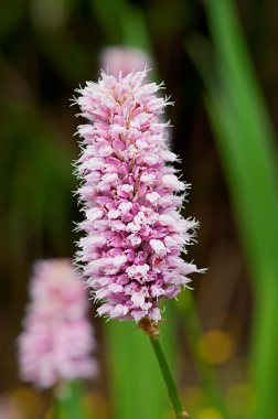 Persicaria bistorta clipart