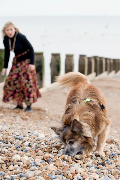 Σκύλος διασκεδάζοντας σε μια παραλία — Φωτογραφία Αρχείου
