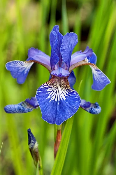 Iris sanguin — Photo