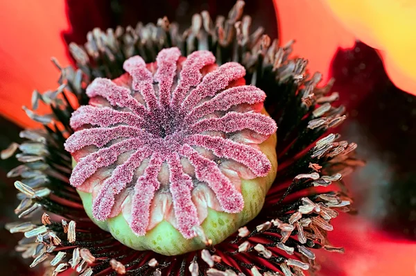 stock image Papaver orientale, oriental poppy flower