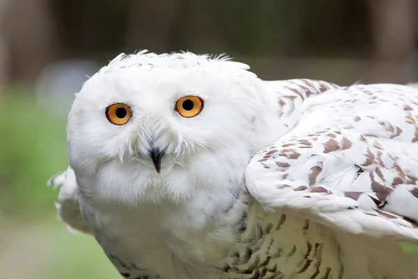 Stock image White owl ready to fly