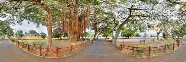 stock image Banyan tree