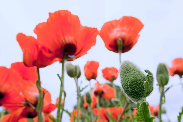 Папавер Ориентале, восточные цветы мака — стоковое фото