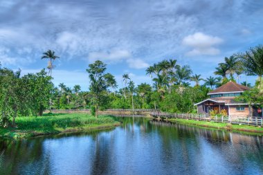 Cotton Tree lake in Jamaica clipart