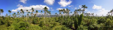 Royal palm rezerv Jamaika