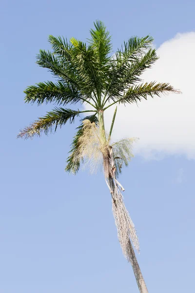 Morass Royal Palm, Roystonea Princeps — Zdjęcie stockowe