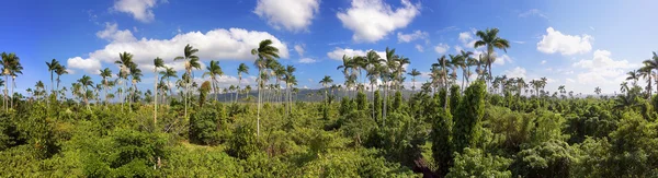 Royal palm αποθεματικό στην Τζαμάικα — Φωτογραφία Αρχείου