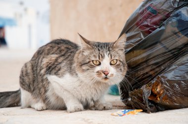 terk edilmiş kedi