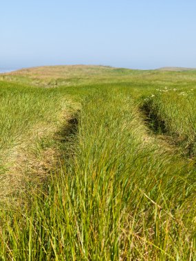 yeşil ve sarı beach çimenlerin üzerinde bir yol açık ve güneşli bir da da Ocean