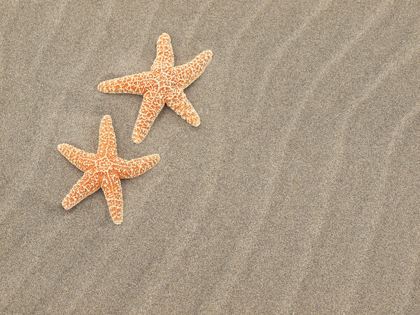 Two Starfish on the Beach with Windswept Sand Ripples