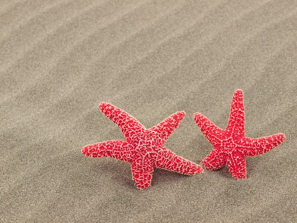 Two Red Starfish on the Beach with Windswept Sand Ripples — Stock Photo, Image