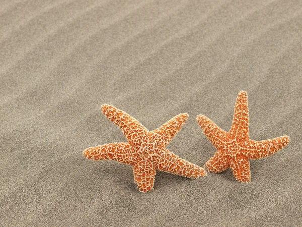 Dos estrellas de mar en la playa con olas de arena barridas por el viento — Foto de Stock
