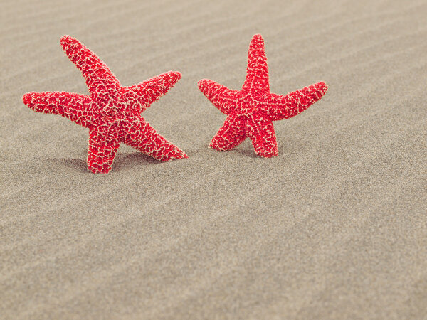 Two Red Starfish on the Beach with Windswept Sand Ripples
