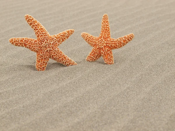 To søstjerner på stranden med vindblæste sandkrusninger - Stock-foto