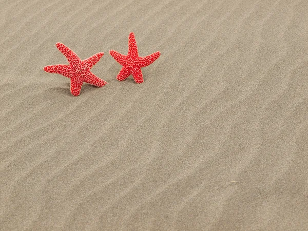 Dwa czerwone rozgwiazdy na plaży z piaskiem, smagane wiatrem wsady — Zdjęcie stockowe