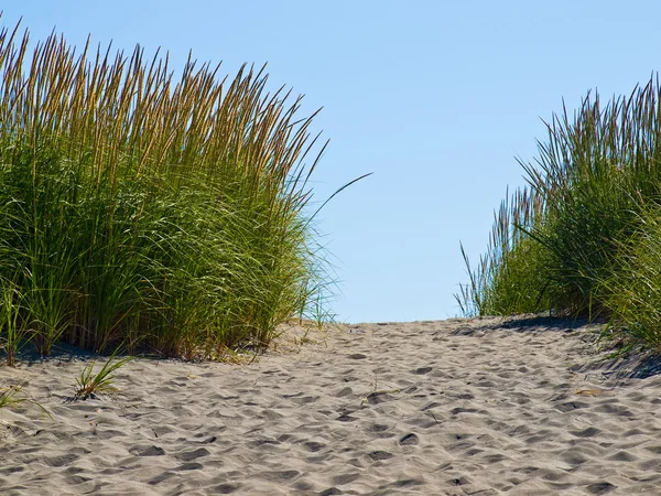Green and Yellow Beach Grass em um caminho para o oceano em um claro e ensolarado Da Imagens Royalty-Free