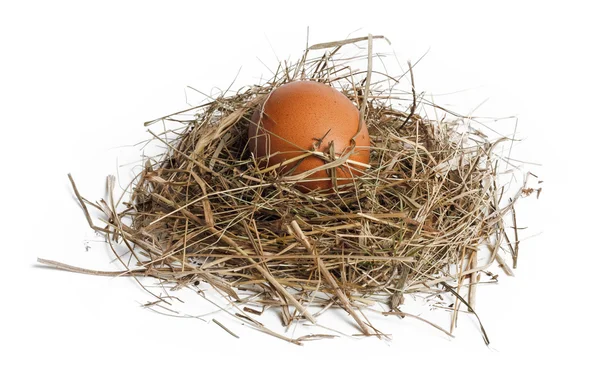 Brown egg in nest isolated on white — Stock Photo, Image
