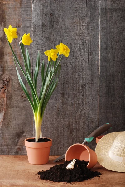 Primavera daffodil jardinagem — Fotografia de Stock