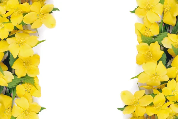 Granicy Kwiaty forsycji — Zdjęcie stockowe