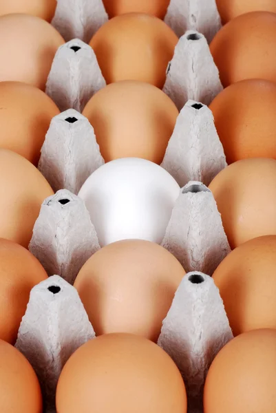 Коричневые яйца с одним белым яйцом — стоковое фото